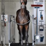 Horsebration-26-scaled